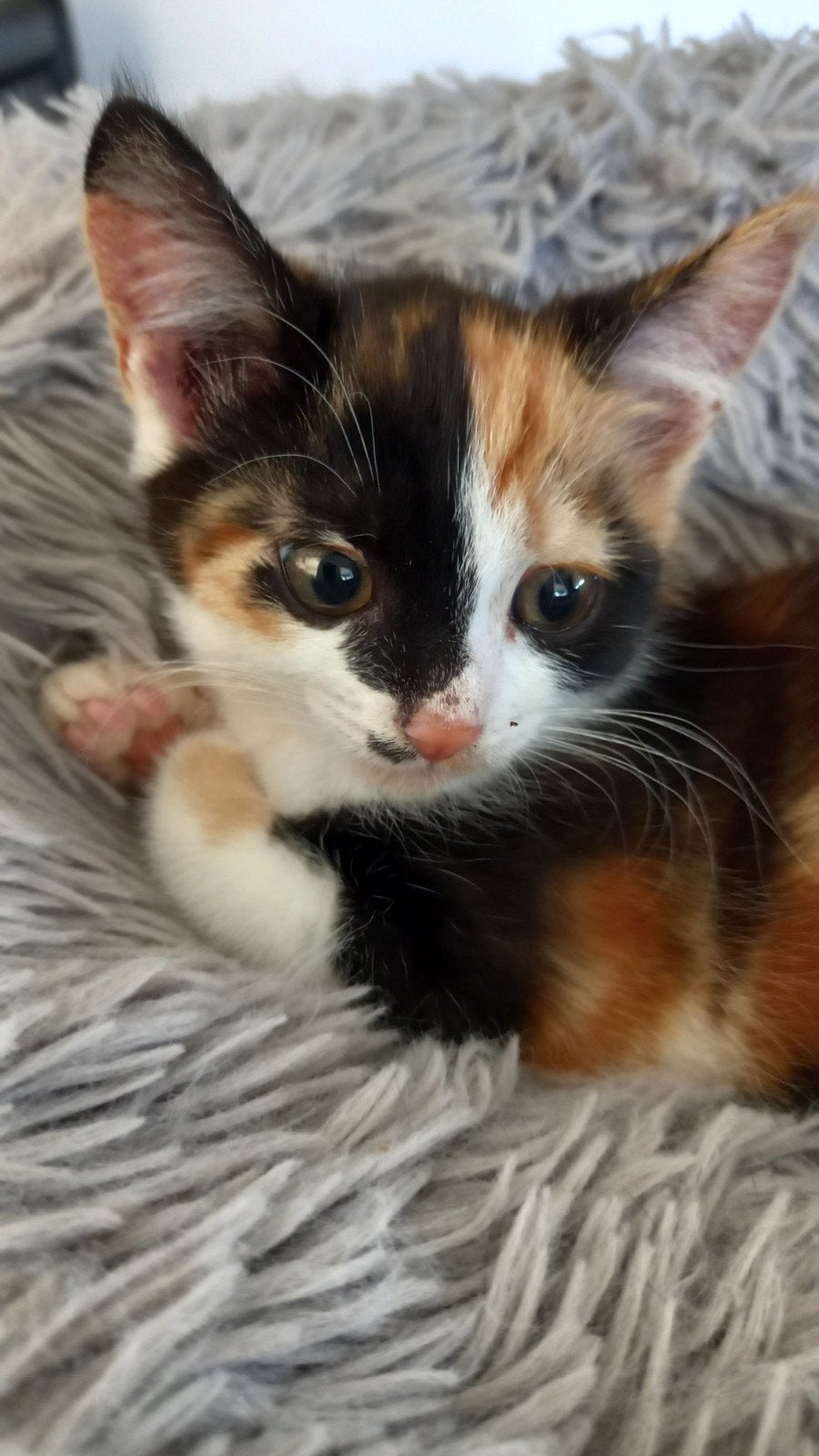 kitten poes lapjes/ schildpad, Dieren en Toebehoren, Poes, Kortharig, 0 tot 2 jaar