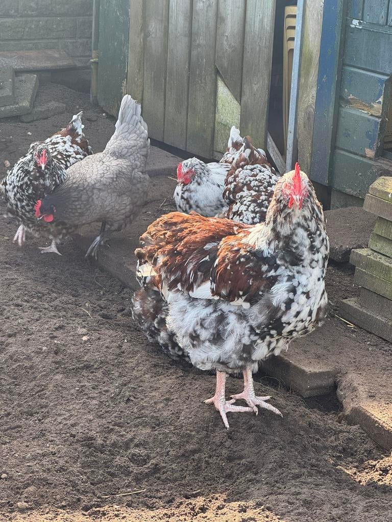 Prachtige Orpington haan porselein ( Groot! geen kriel ), Dieren en Toebehoren, Pluimvee, Mannelijk, Kip
