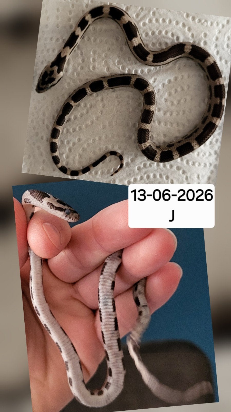 Jonge rattenslangen/korenslangen Corn Snake photo 5
