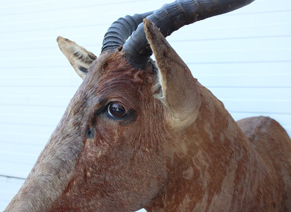 Opgezette KOP TSESSEBE  antilope Afrika (gewei), Ophalen, Gebruikt, Wild dier, Opgezet dier