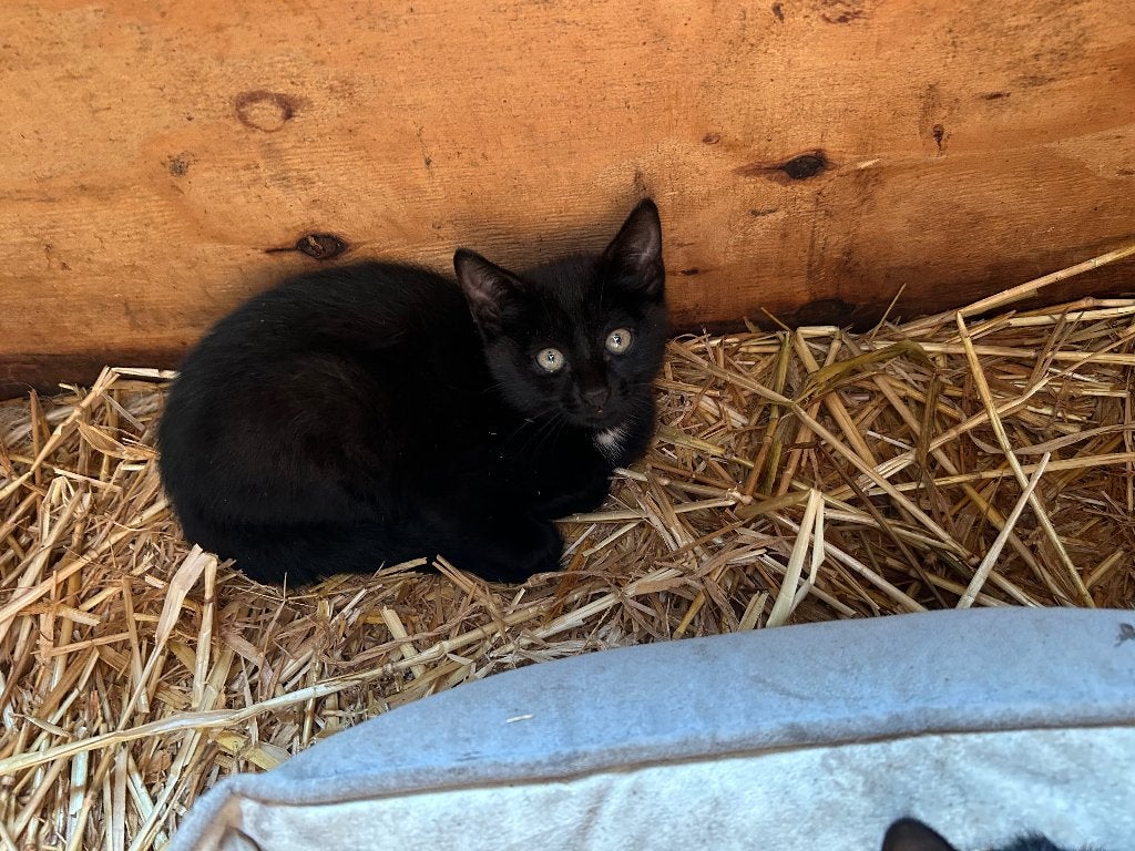 3 mooie zwarte kittens, Dieren en Toebehoren, Poes, Ontwormd, 0 tot 2 jaar