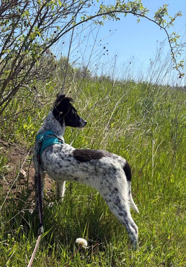 Lief en sociaal puppyreutje Toby zoekt een warm thuis, Dieren en Toebehoren, Honden | Niet-rashonden, Particulier, 15 weken tot 1 jaar