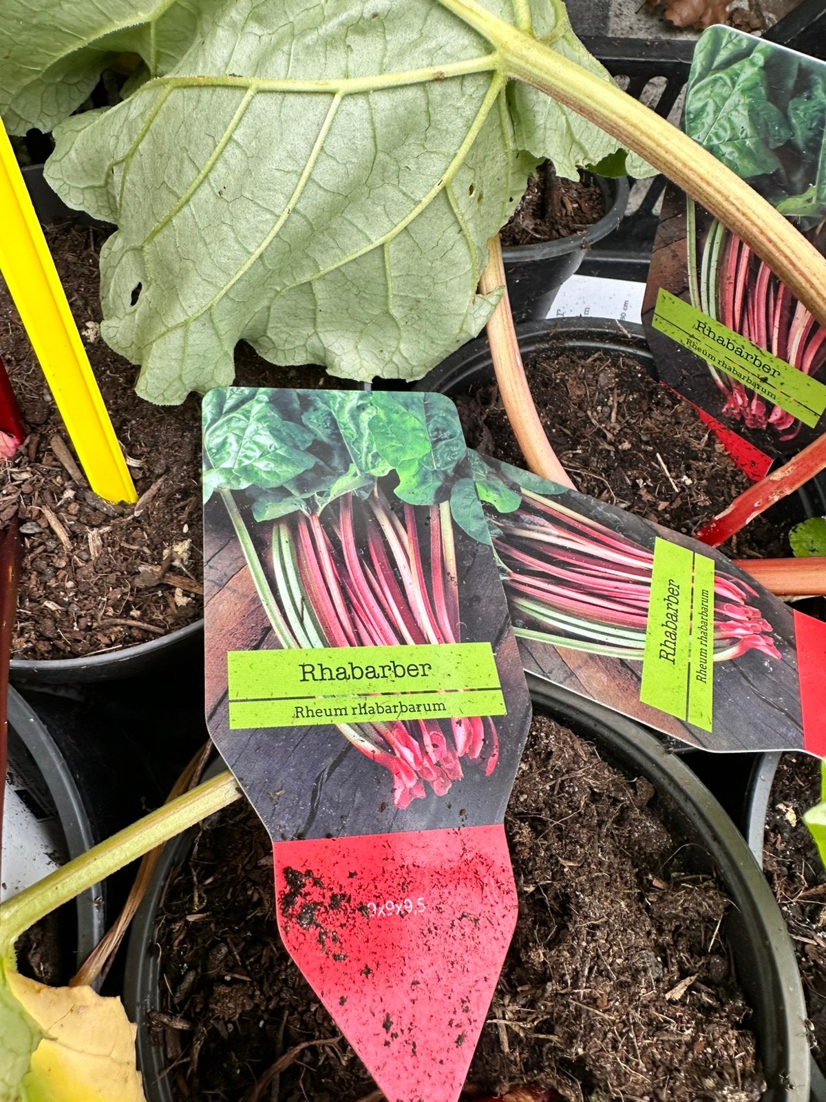 Rabarber en aardbeienplantjes te koop, Ophalen of Verzenden, Lente