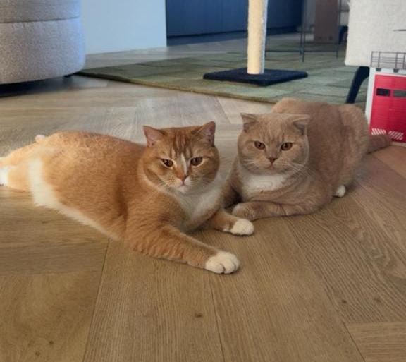 2 Britse Korthaar katten ter overname, Meerdere dieren, Gechipt, 0 tot 2 jaar