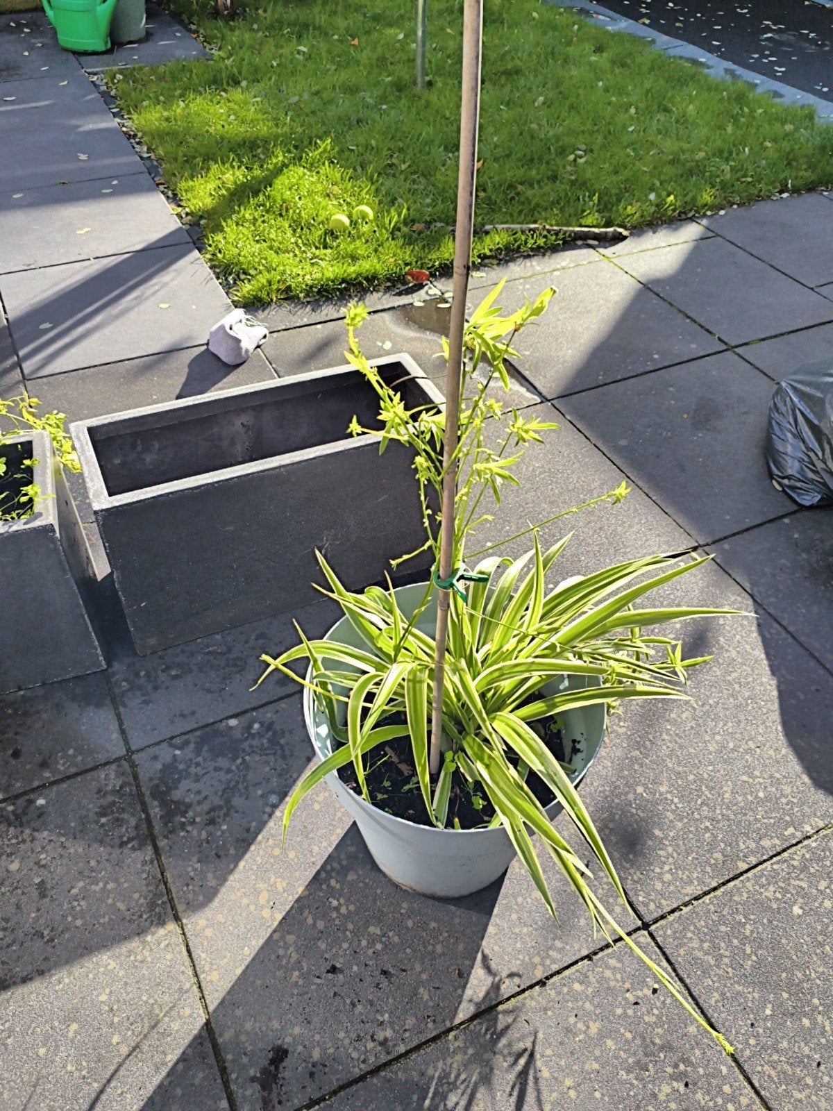 Gezonde graslelie (Chlorophytum comosum), Ophalen, Vaste plant, Overige soorten, Halfschaduw