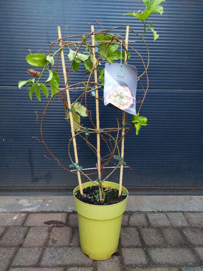 Passiflora Edulis - Passievrucht/Maracuya/Maracuja H: 95 cm., Ophalen, Volle zon, Vaste plant, Zomer