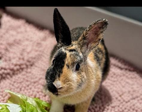 Lief huis gezocht babykonijn Impy, Dieren en Toebehoren, Konijnen, Mannelijk, Dwerg
