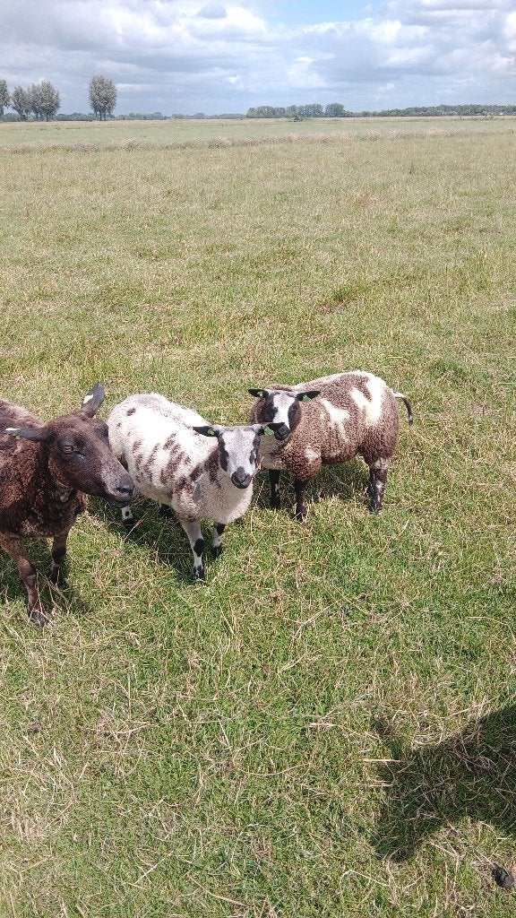 Beste stamboek bonte ooilammeren., Dieren en Toebehoren, Schapen, Geiten en Varkens, Vrouwelijk, Schaap