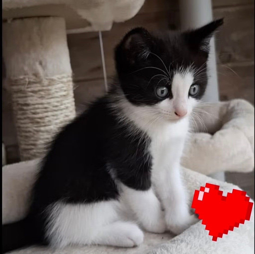 laatste kitten beschikbaar(vrouwtje)️ 💖, Dieren en Toebehoren, Katten en Kittens | Overige Katten, Meerdere dieren, Kortharig