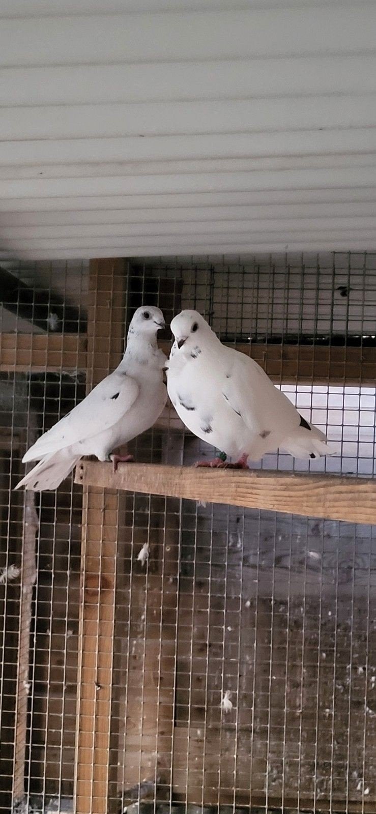 Figurita duiven, Dieren en Toebehoren, Meerdere dieren, Overige soorten