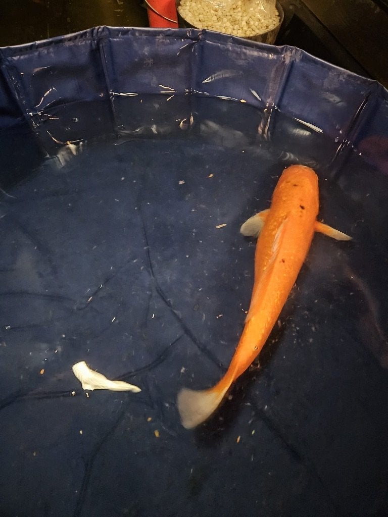 Ginrin Benigoi Japanse koi, Dieren en Toebehoren, Karper of Koi