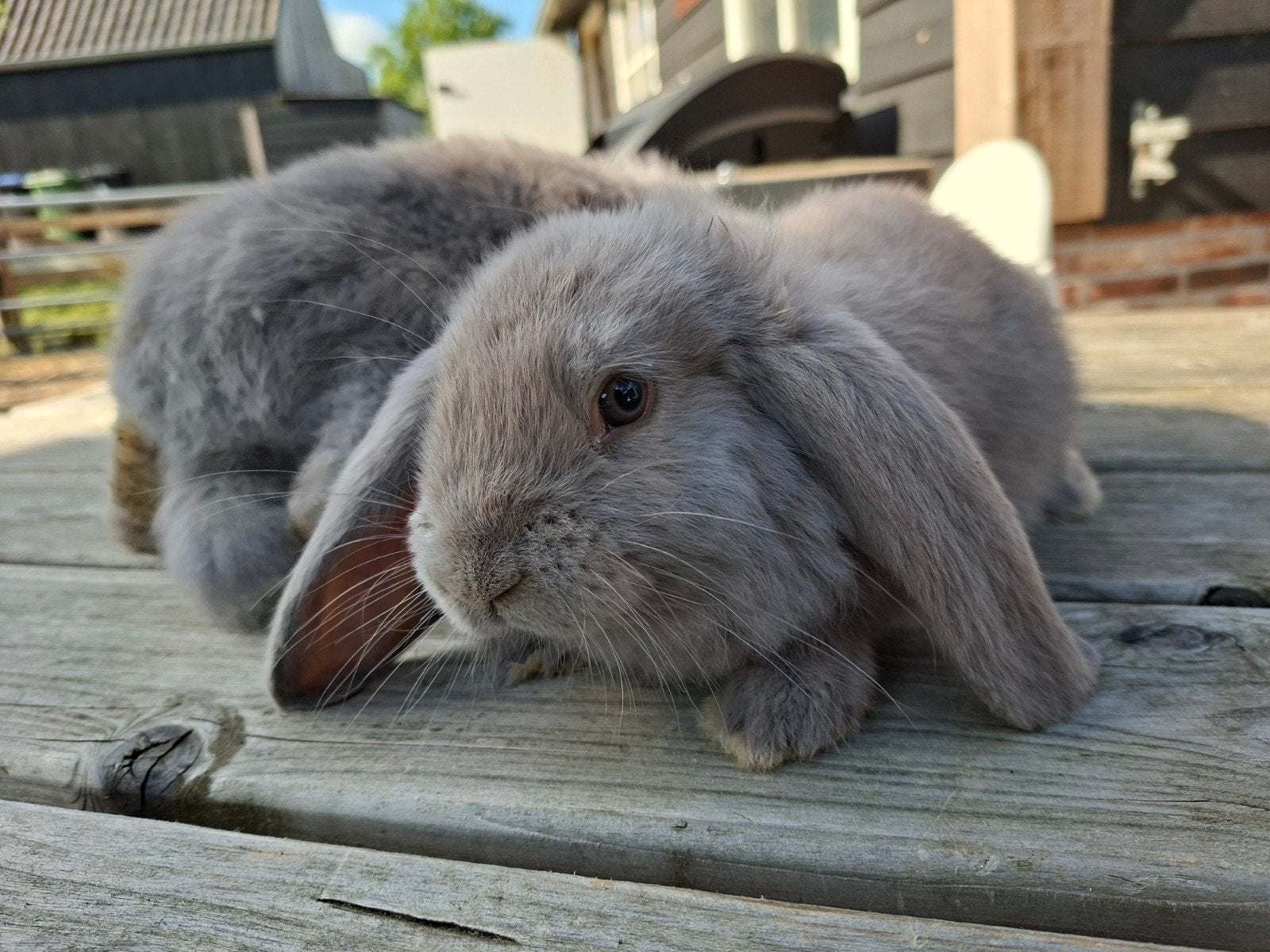 Franse Hangoor voedsters, Dieren en Toebehoren, Vrouwelijk, Groot, Hangoor, 0 tot 2 jaar