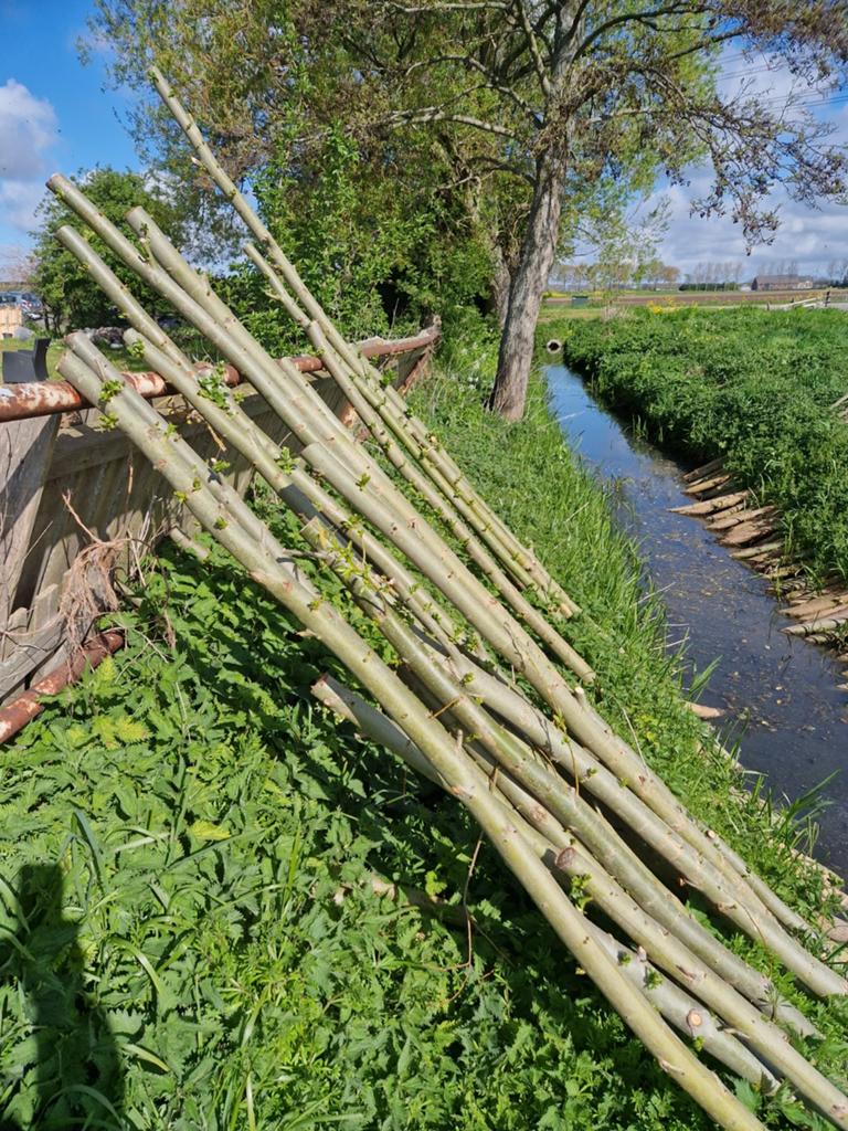 Knotwilgen geworteld en lopen uit, Tuin en Terras, Planten | Bomen, Ophalen, Volle zon, Overige soorten