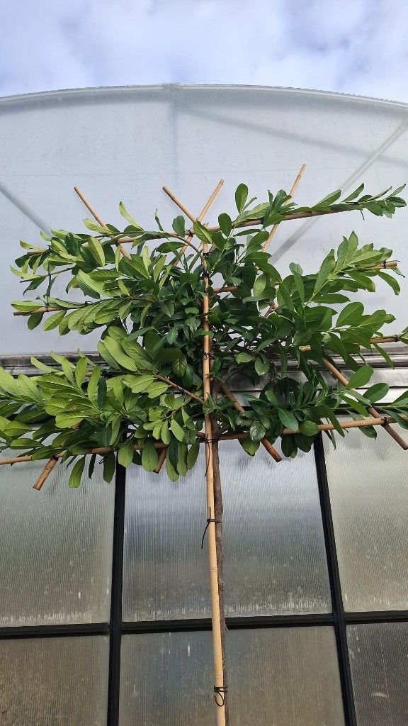 Groenblijvende prachtige (Lei)laurier, Tuin en Terras, Bloeit niet, Leiboom, Ophalen of Verzenden, 250 tot 400 cm
