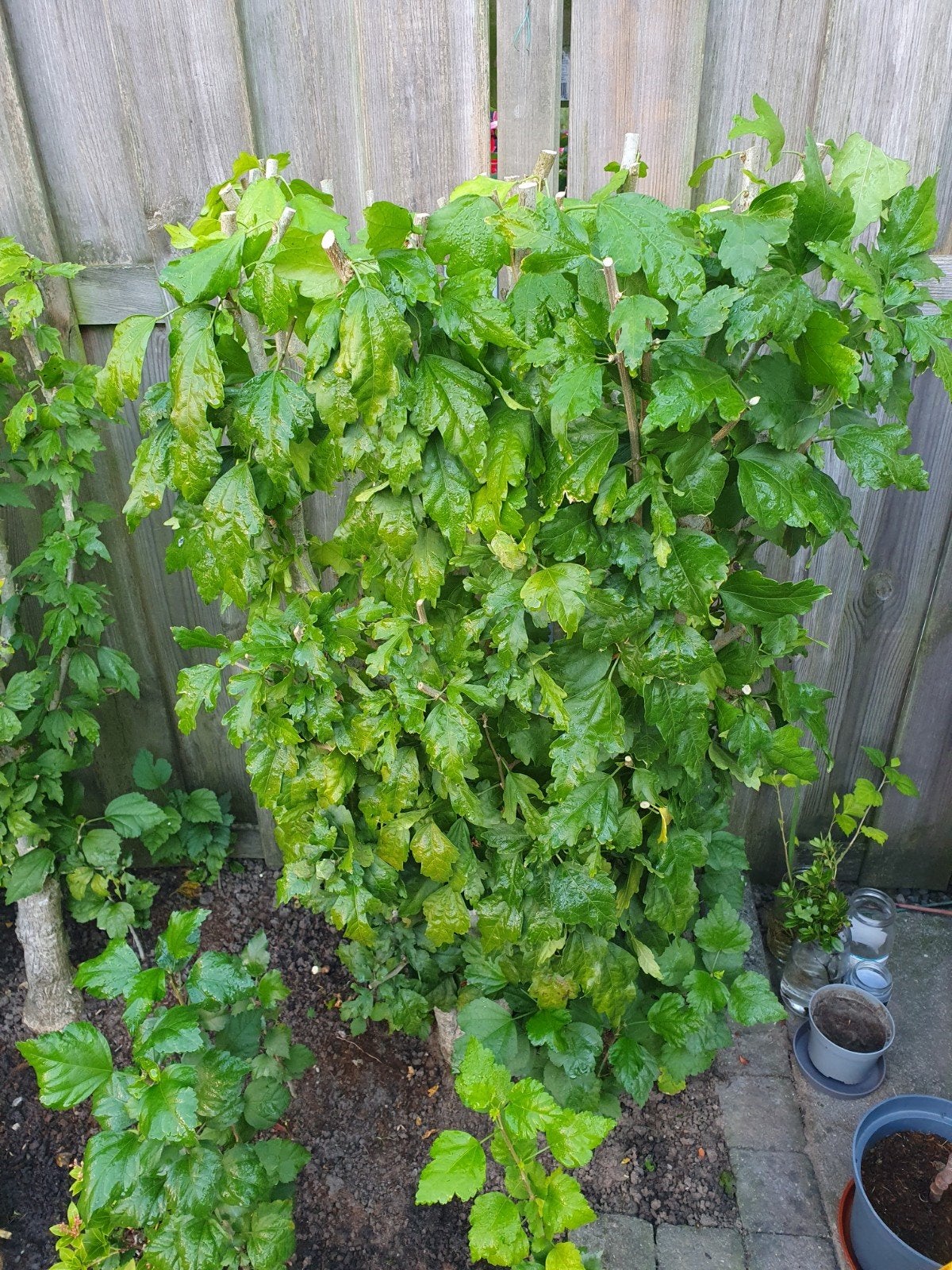 hibiscus, Ophalen, Overige soorten, Struik, 100 tot 250 cm