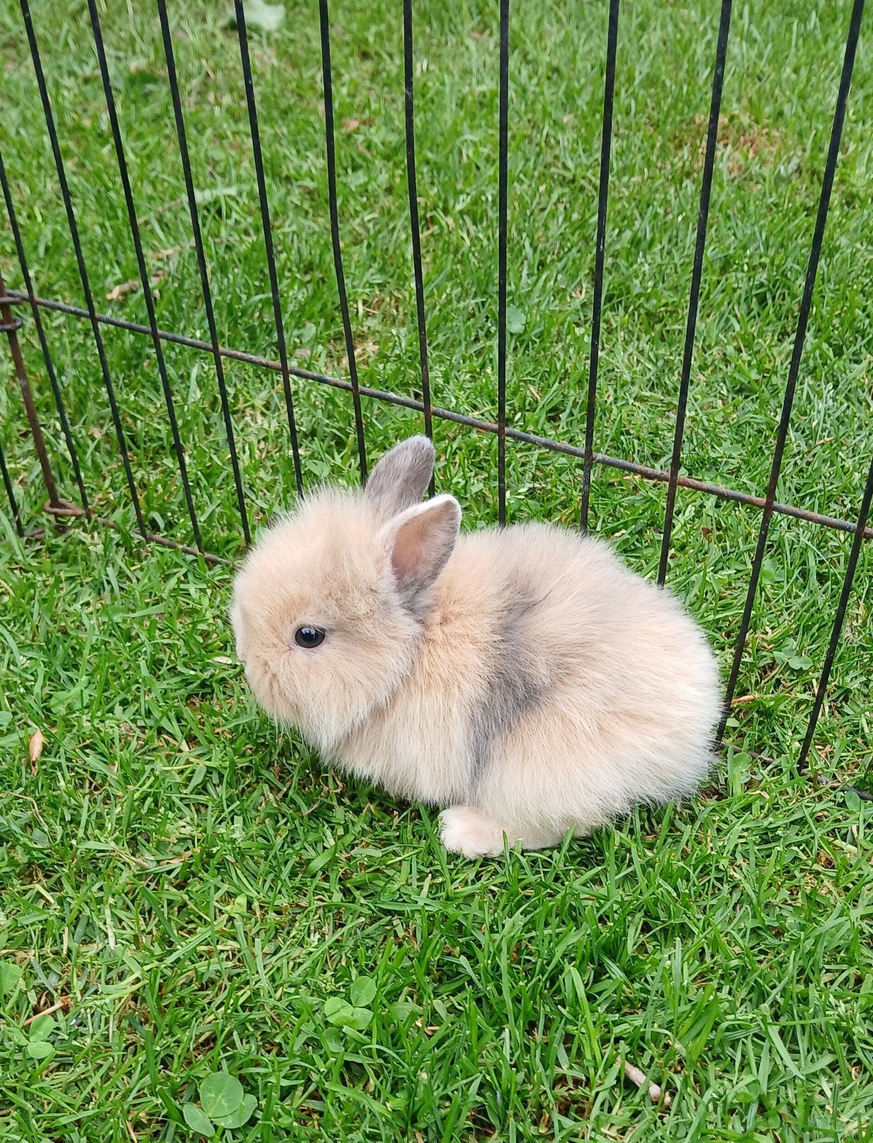 Jonge konijntjes, Dieren en Toebehoren, Konijnen, Meerdere dieren, Dwerg