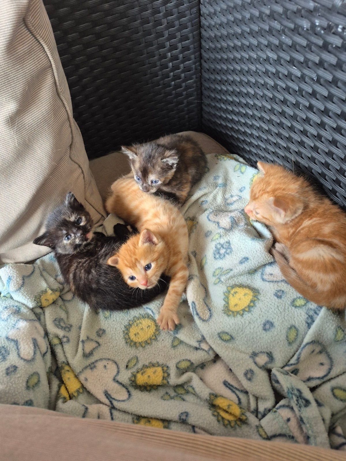kruising kittens, Dieren en Toebehoren, Meerdere dieren