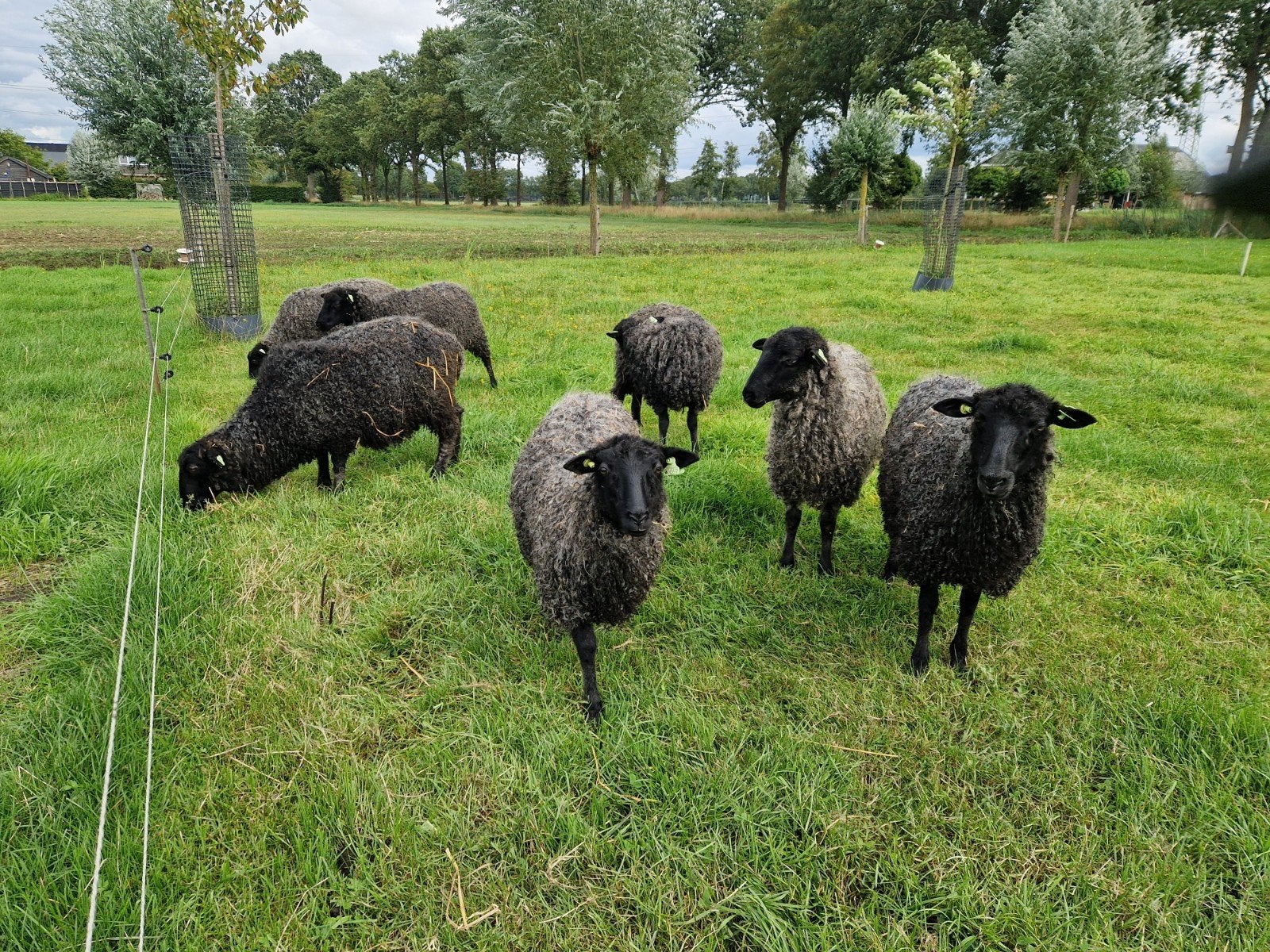 Gotland ramlammeren, Dieren en Toebehoren, Mannelijk, Schaap, 0 tot 2 jaar