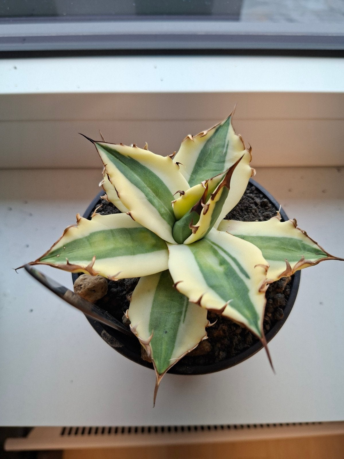 Agave titanota snaggletooth, Overige soorten, Volle zon, Vaste plant, Ophalen of Verzenden