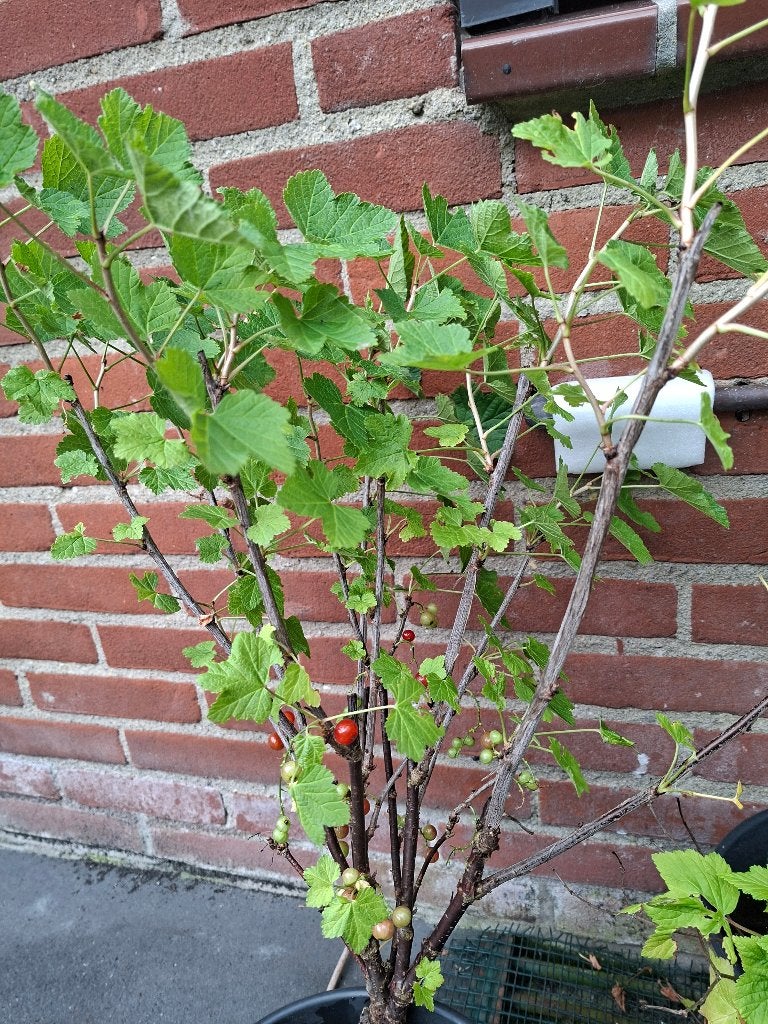 Aalbesstruik, Tuin en Terras, Planten | Struiken en Hagen, Ophalen, Overige soorten, Struik, Minder dan 100 cm