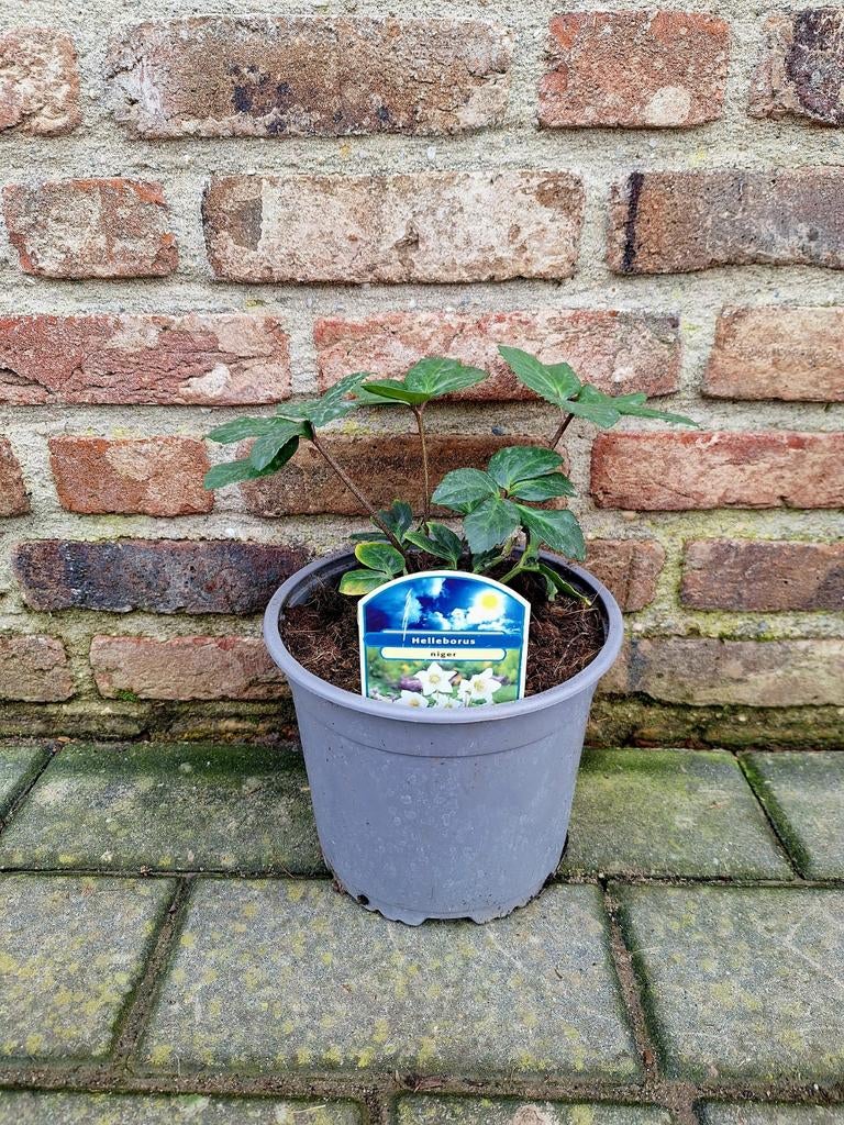 Helleborus niger ️🪴 kerstroos 🪴, Tuin en Terras, Planten | Bomen, Ophalen