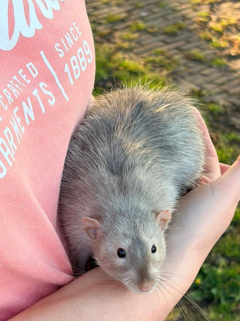 Lieve Silvermane dumbo man rat te koop., Rat, Maart, Mannelijk, Tam