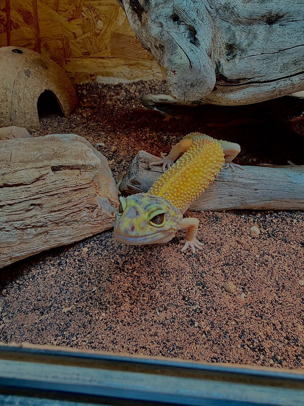 Luipaard gekko vrouwtje Leopard Gecko photo 4