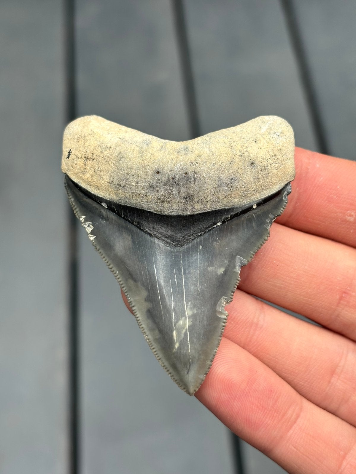 Fossiele haaientand megalodon Bone Valley, Verzamelen, Ophalen of Verzenden, Fossiel