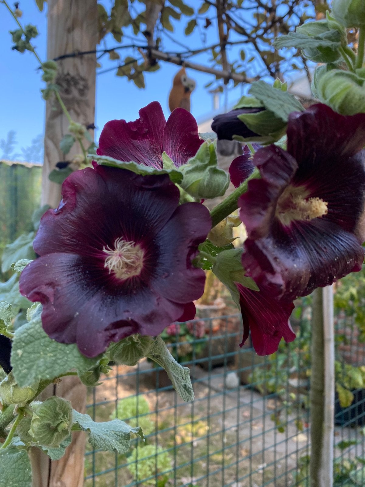 Zaden zwarte stokroos (Alcea rosea 'Nigra'), Ophalen of Verzenden, Volle zon