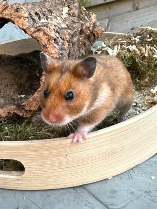 Jonge tamme syrische hamster te koop!, Hamster, Juni, Vrouwelijk, Tam