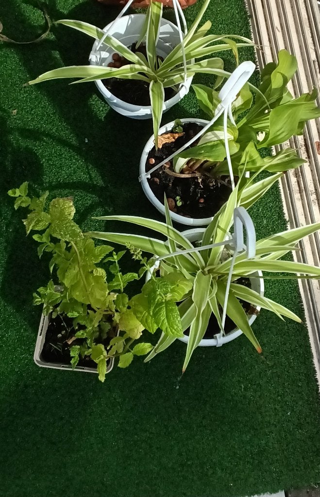 oregano en kamer planten, Ophalen, Overige soorten, Volle zon