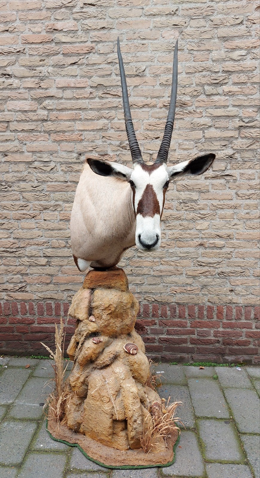 opgezette kop gemsbok oryx taxidermy schedel afrika gewei, Ophalen, Wild dier, Gewei of Kop