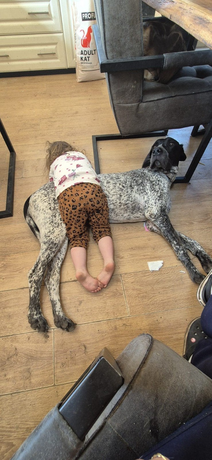 gezocht dekreu Duitse dog, Reu, Parvo, Eén hond, 3 tot 5 jaar