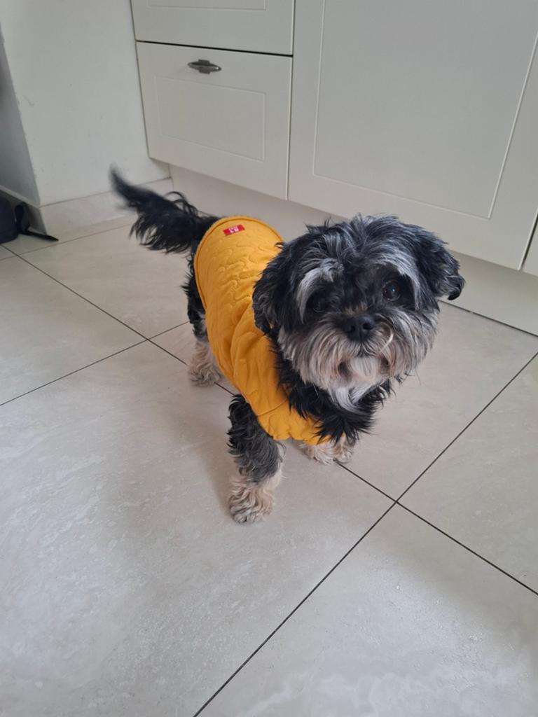 Hondenjasje te koop, Dieren en Toebehoren, Honden-accessoires, Ophalen of Verzenden, Zo goed als nieuw