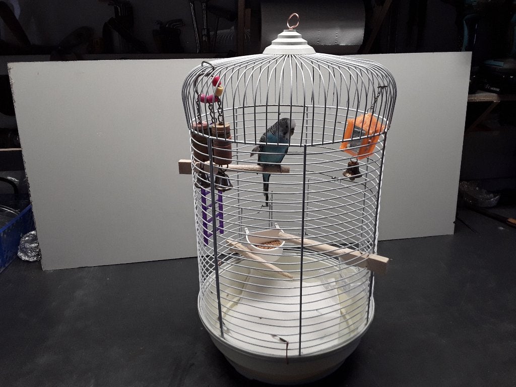 Vogel Parkiet en kooi, Vrouwelijk, Parkiet, Tam