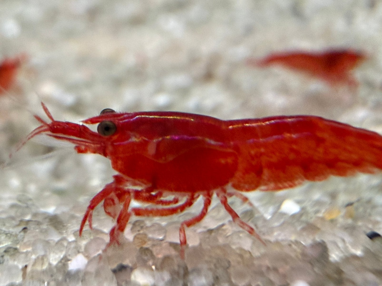 Neocaridina Sakura garnalen, Dieren en Toebehoren, Kreeft, Krab of Garnaal