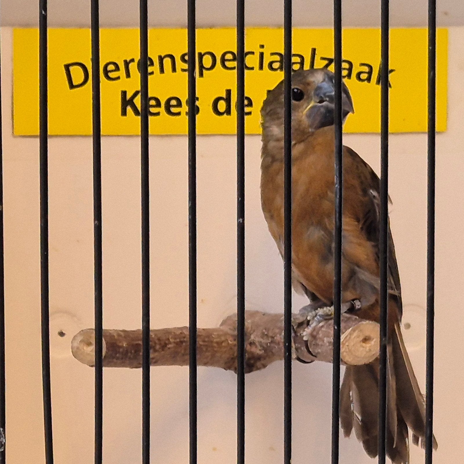 twatwa pop, Dieren en Toebehoren, Vrouwelijk, Geringd