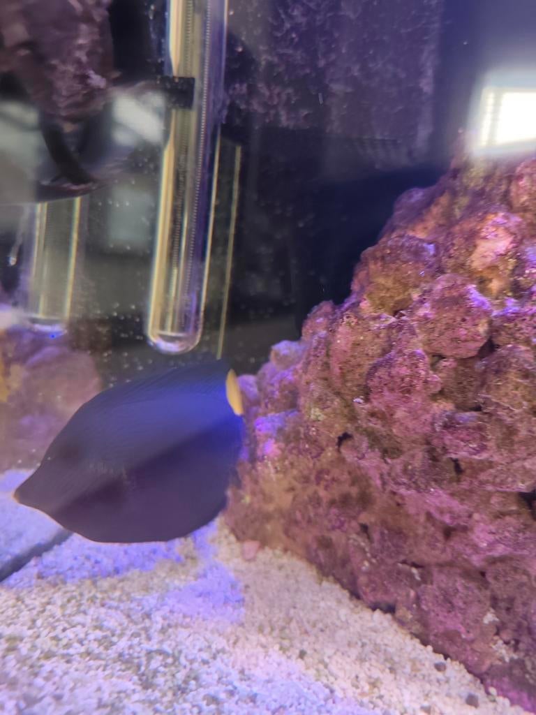 Zebrasoma Xanthurum mooie grote purple tang, Dieren en Toebehoren, Vissen | Aquariumvissen, Vis