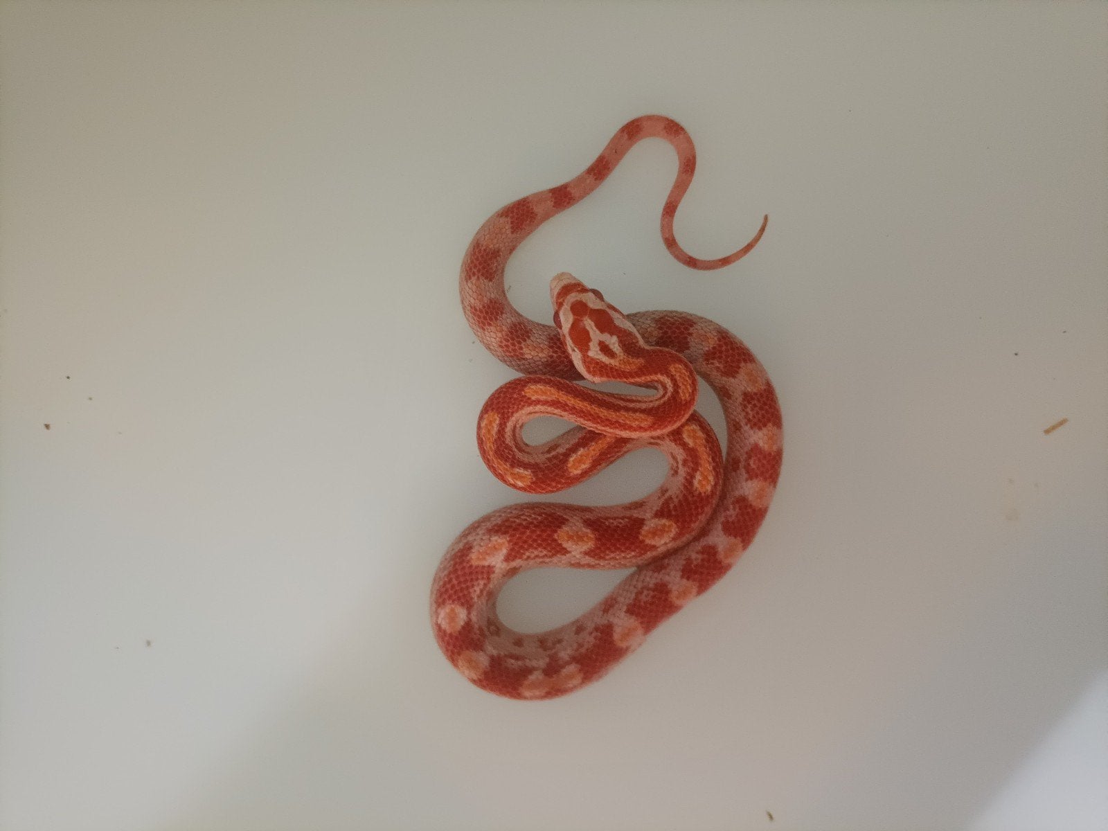 jonge rattenslangen Rat Snake photo 8