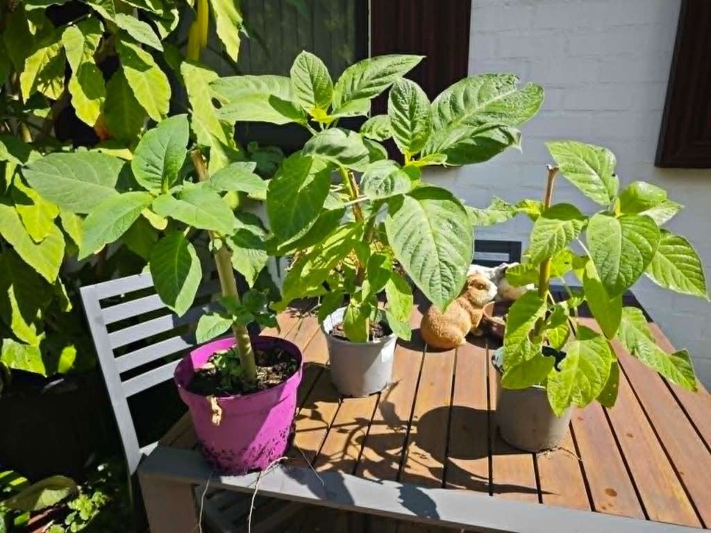 Brugmansia geel, Tuin en Terras, Planten | Tuinplanten, Overige soorten, Volle zon, Vaste plant, Ophalen of Verzenden