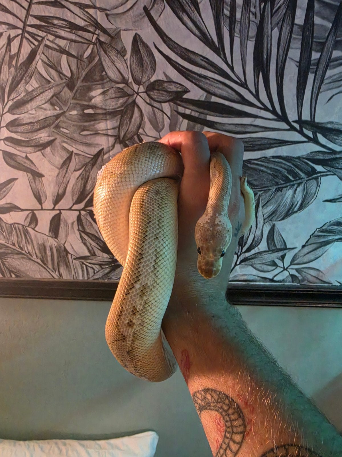 Konings pythons 1.1 Ball Python - female for sale from Bryandelaat
