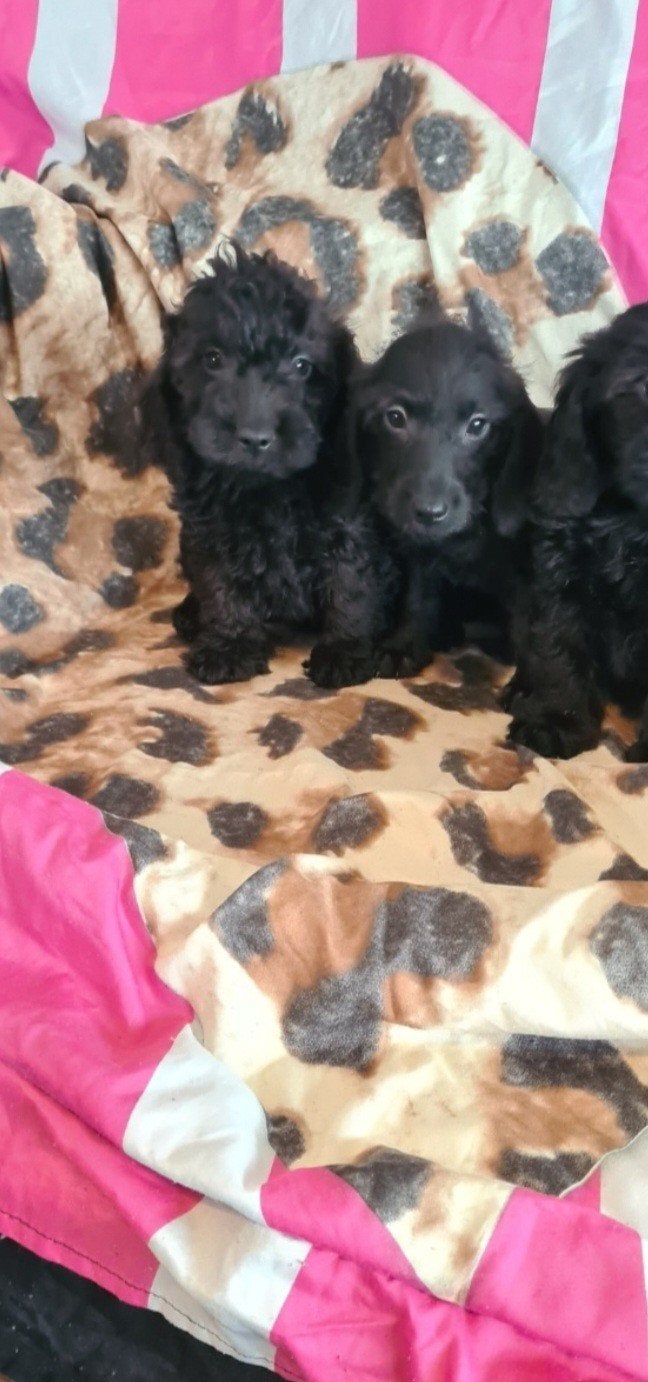 Ruwhaar Dwergteckel x poedel puppies! nog 2 REUTJES, Dieren en Toebehoren, Parvo, 8 tot 15 weken, Meerdere, Nederland