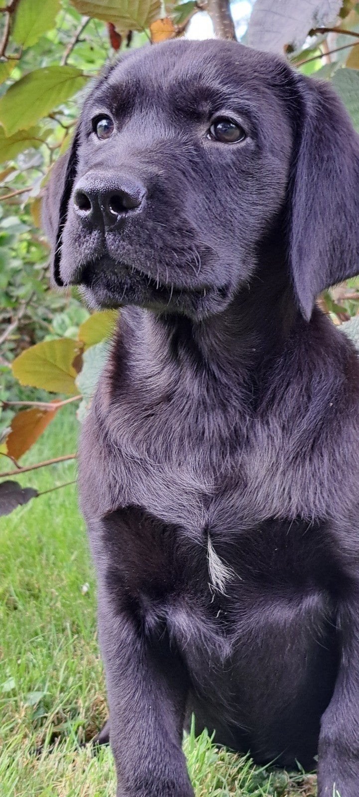 Lieve Golden Retriever kruising Labrador puppy's, Golden retriever, Nederland, Parvo, 8 tot 15 weken