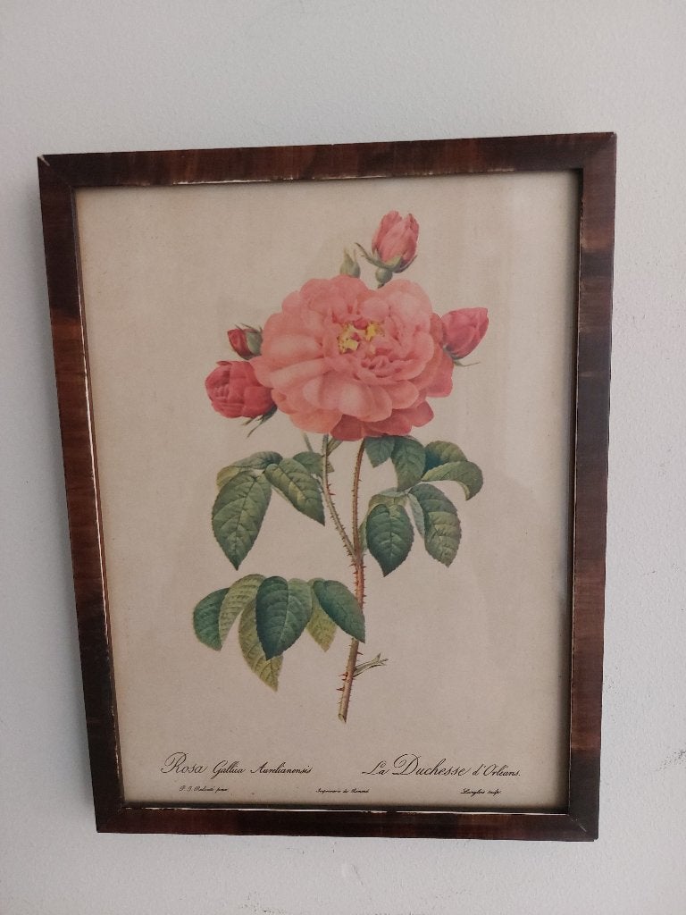 Schilderijtje, Rosa Gallica Aurelianensis., Ophalen of Verzenden