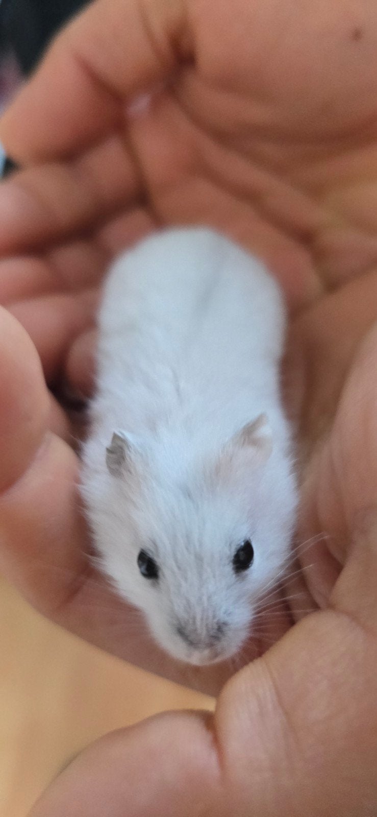 Hamsters, Hamster, Meerdere dieren, Tam, September