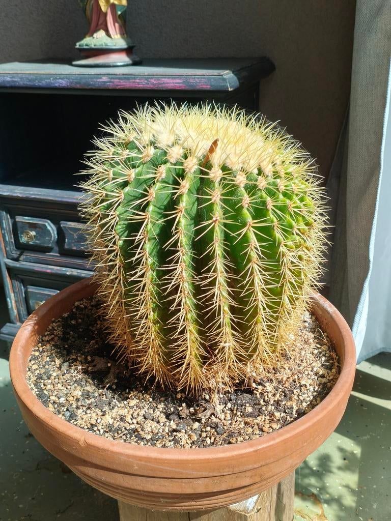 Grote Gouden Toncactus (Echinocactus grusonii) – Ø 25 cm, Tuin en Terras, Planten | Tuinplanten, Ophalen