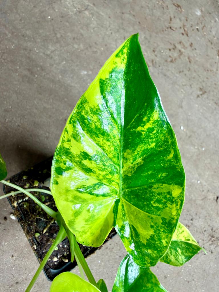 Alocasia Macrorrhiza Variegata, Ophalen of Verzenden, Halfschaduw, Minder dan 100 cm