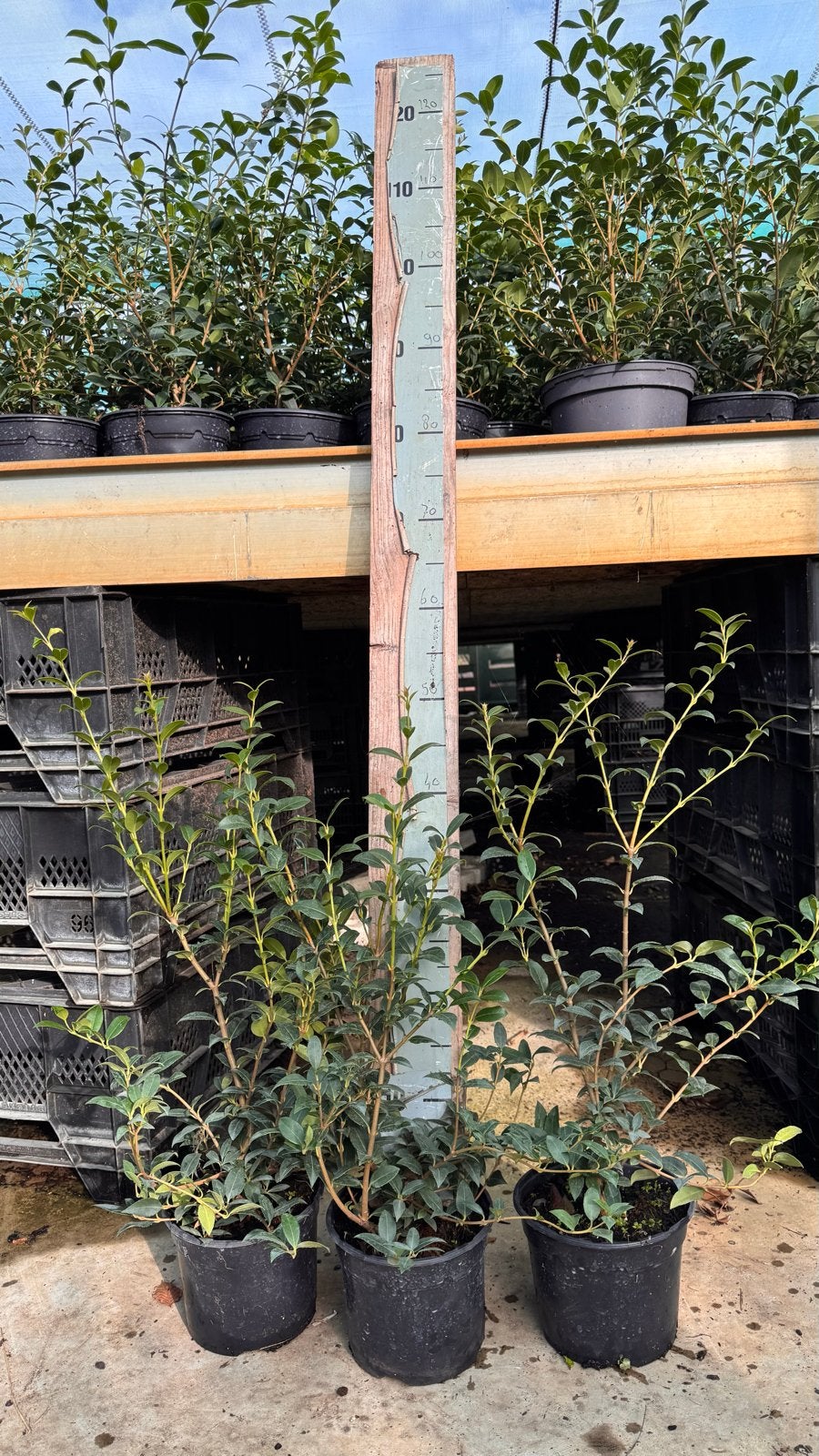 Osmanthus Burkwoodii 20/40 t/m 60/80 cm in pot va €3,00, Tuin en Terras, Vaste plant, Halfschaduw, Lente, Ophalen
