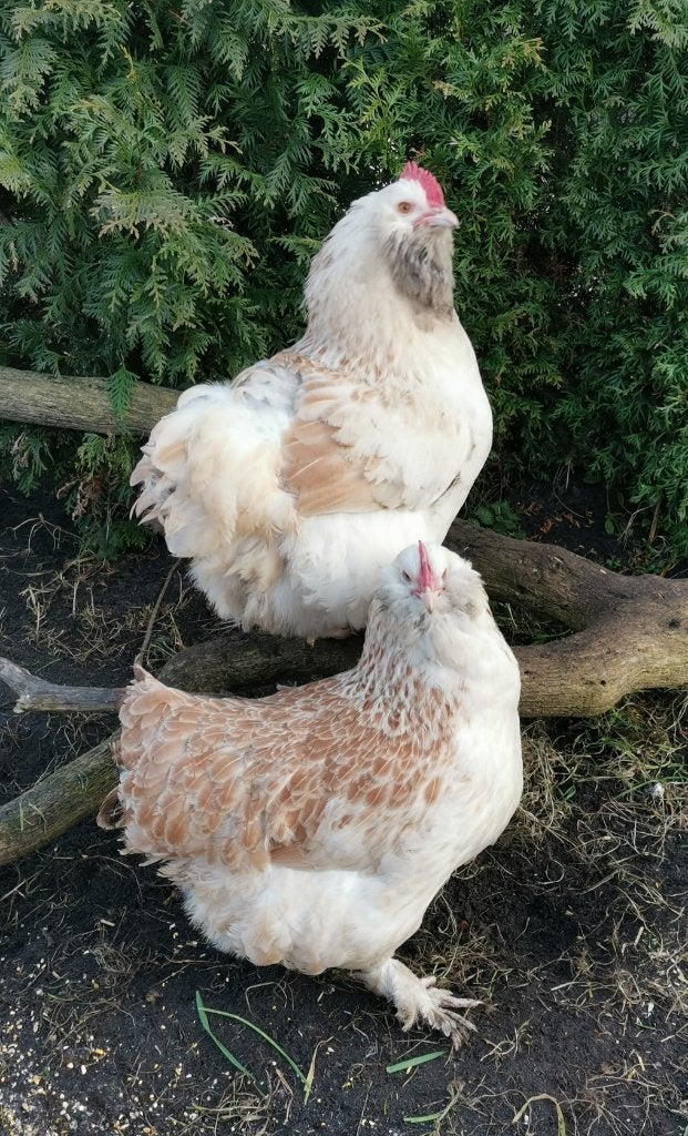 TKP: 3 mooie Duitse Faverolles hennen!, Dieren en Toebehoren, Vrouwelijk, Kip