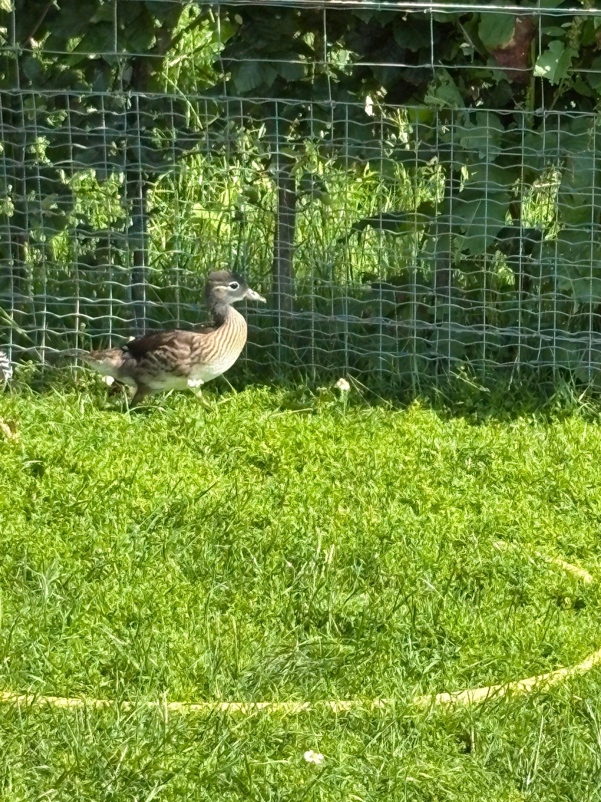 Jonge manderijn eend. Vrouw, Dieren en Toebehoren, Pluimvee, Vrouwelijk, Eend